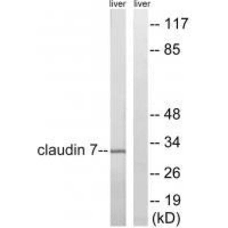 Western blot - Claudin 7 (Ab-210) Antibody from Signalway Antibody (33279) - Antibodies.com
