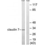 Western blot - Claudin 7 (Ab-210) Antibody from Signalway Antibody (33279) - Antibodies.com