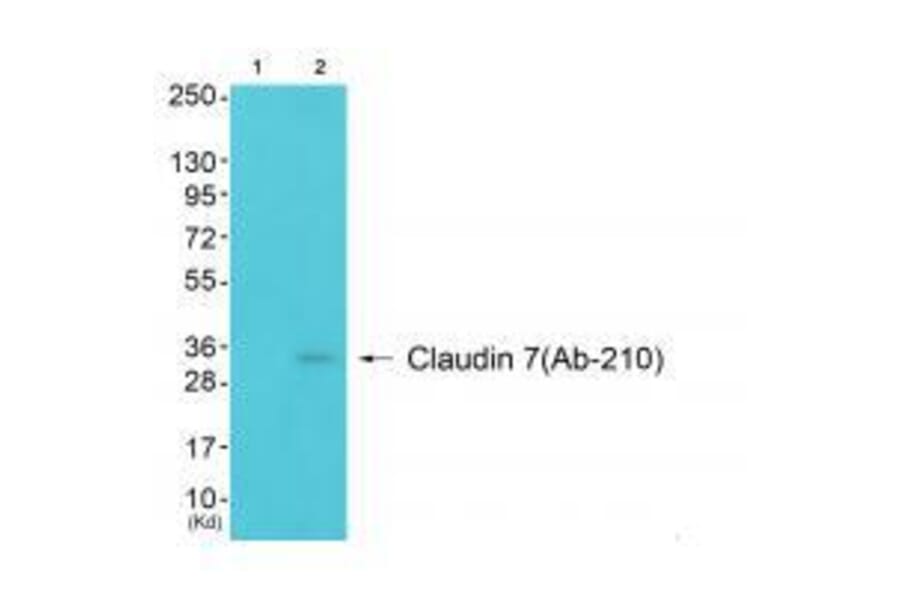 Western blot - Claudin 7 (Ab-210) Antibody from Signalway Antibody (33279) - Antibodies.com