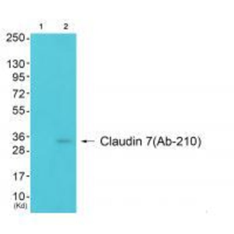 Western blot - Claudin 7 (Ab-210) Antibody from Signalway Antibody (33279) - Antibodies.com