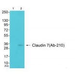 Western blot - Claudin 7 (Ab-210) Antibody from Signalway Antibody (33279) - Antibodies.com