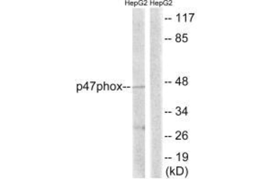 Western blot - p47 phox (Ab-345) Antibody from Signalway Antibody (33293) - Antibodies.com