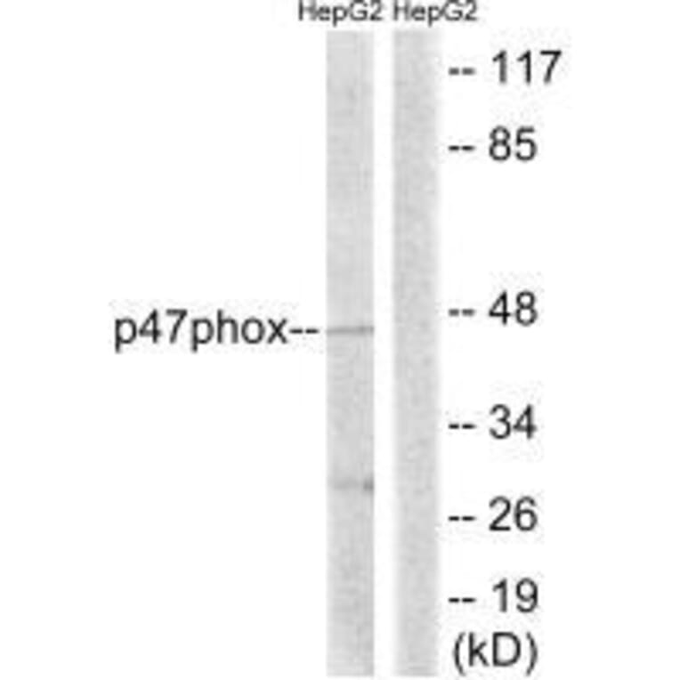 Western blot - p47 phox (Ab-345) Antibody from Signalway Antibody (33293) - Antibodies.com