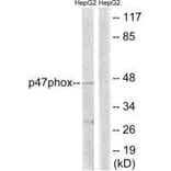 Western blot - p47 phox (Ab-345) Antibody from Signalway Antibody (33293) - Antibodies.com