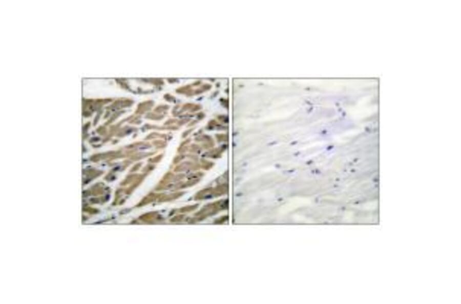Immunohistochemistry - Sodium Channel-pan Antibody from Signalway Antibody (33488) - Antibodies.com