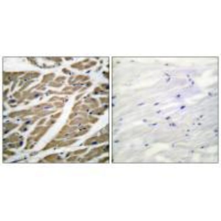 Immunohistochemistry - Sodium Channel-pan Antibody from Signalway Antibody (33488) - Antibodies.com