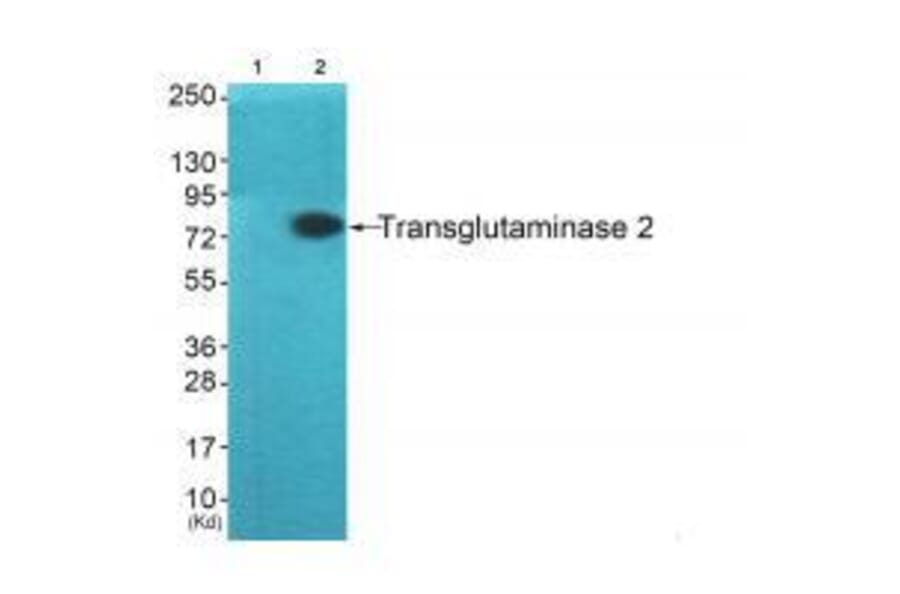 Western blot - Transglutaminase 2 Antibody from Signalway Antibody (33505) - Antibodies.com