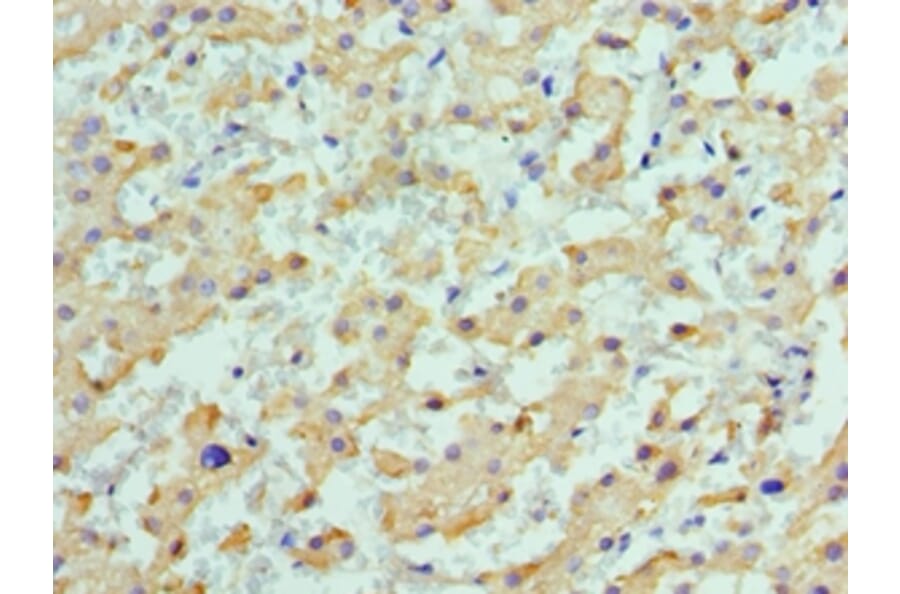 Immunohistochemistry - ALDH1L1 Polyclonal Antibody from Signalway Antibody (42061) - Antibodies.com