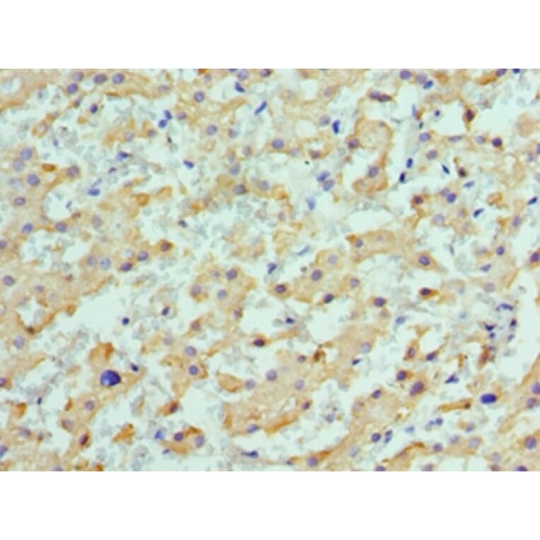 Immunohistochemistry - ALDH1L1 Polyclonal Antibody from Signalway Antibody (42061) - Antibodies.com