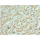 Immunohistochemistry - ALDH1L1 Polyclonal Antibody from Signalway Antibody (42061) - Antibodies.com