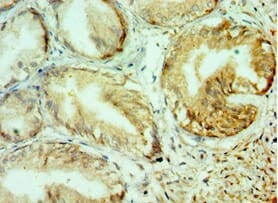 Immunohistochemical analysis of paraffin-embedded human prostate using #42129 at dilution of 1: 100.