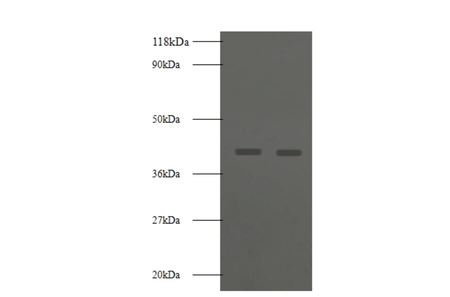 Basigin Polyclonal Antibody from Signalway Antibody (42549) - Antibodies.com