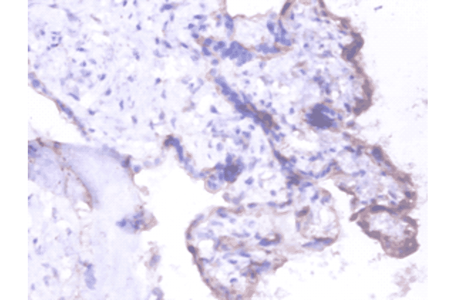 Immunohistochemistry - Basigin Polyclonal Antibody from Signalway Antibody (42549) - Antibodies.com