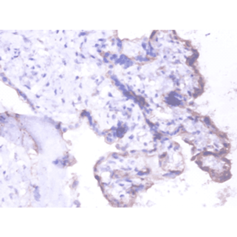 Immunohistochemistry - Basigin Polyclonal Antibody from Signalway Antibody (42549) - Antibodies.com