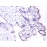 Immunohistochemistry - Basigin Polyclonal Antibody from Signalway Antibody (42549) - Antibodies.com