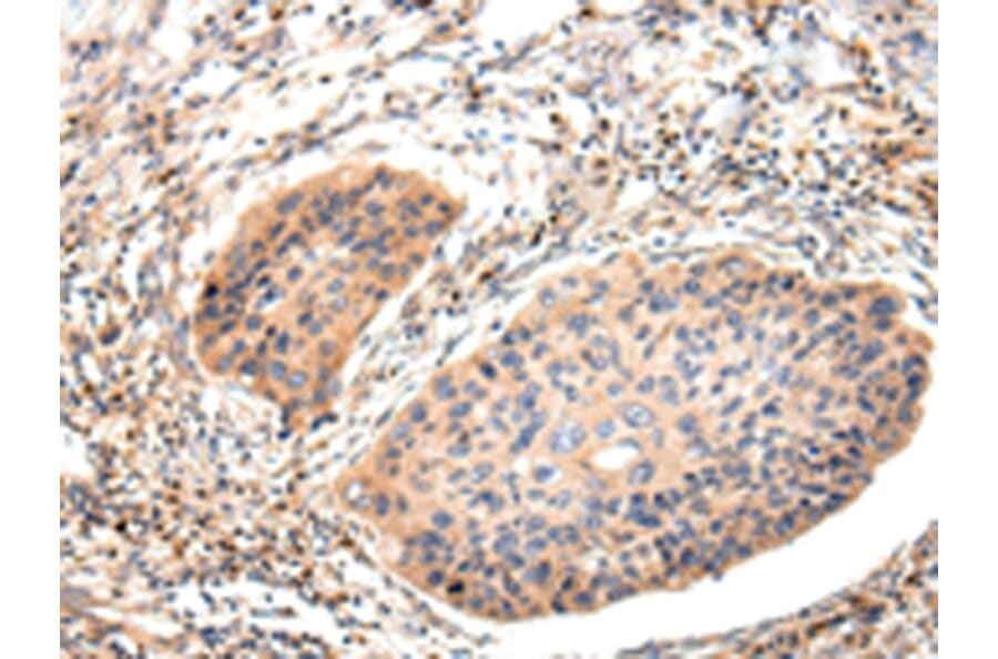 Immunohistochemistry - Lambda Light chain Antibody from Signalway Antibody (43108) - Antibodies.com