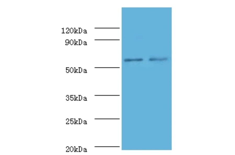 Non-specific lipid-transfer protein Polyclonal Antibody from Signalway Antibody (42318) - Antibodies.com