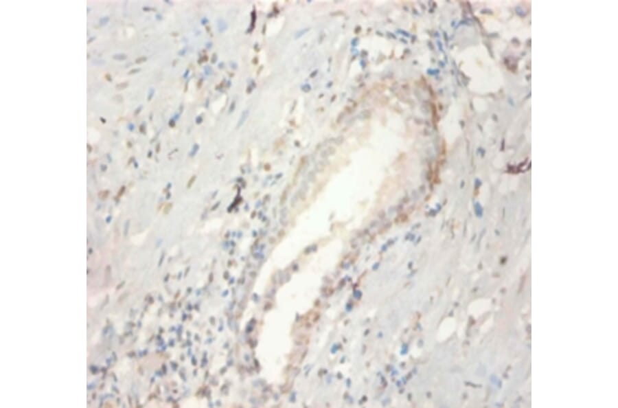 Immunohistochemistry - Fibroblast growth factor 21 Polyclonal Antibody from Signalway Antibody - Antibodies.com