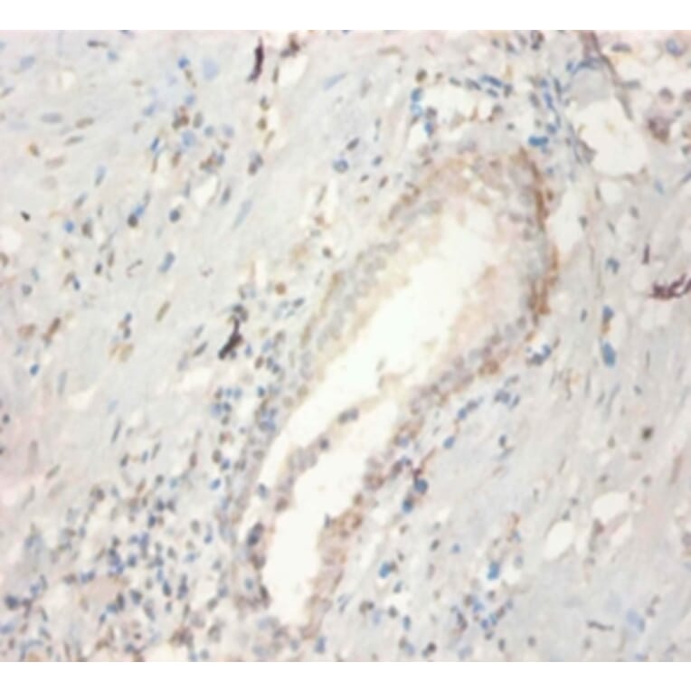 Immunohistochemistry - Fibroblast growth factor 21 Polyclonal Antibody from Signalway Antibody - Antibodies.com