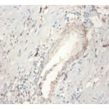 Immunohistochemistry - Fibroblast growth factor 21 Polyclonal Antibody from Signalway Antibody - Antibodies.com