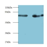 Interleukin-12 subunit beta Polyclonal Antibody from Signalway Antibody (42461) - Antibodies.com