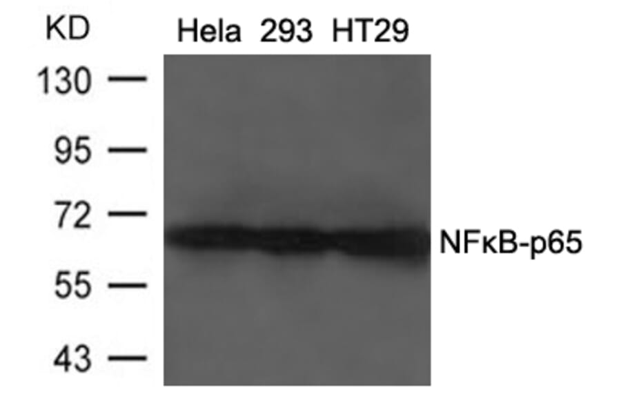 Western blot - NFkB-p65 (Ab-468) Antibody from Signalway Antibody (21013) - Antibodies.com
