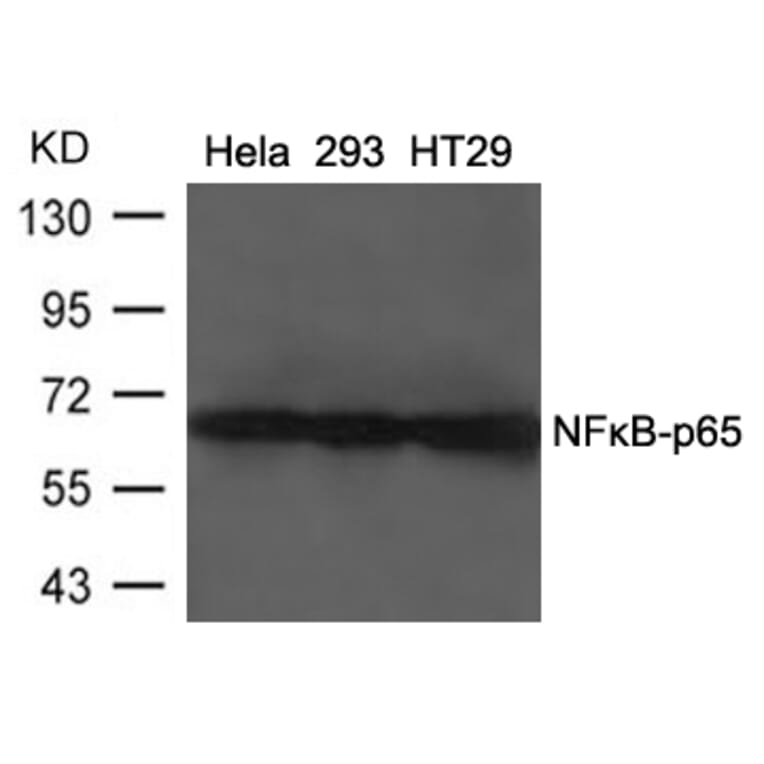 Western blot - NFkB-p65 (Ab-468) Antibody from Signalway Antibody (21013) - Antibodies.com