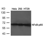Western blot - NFkB-p65 (Ab-468) Antibody from Signalway Antibody (21013) - Antibodies.com