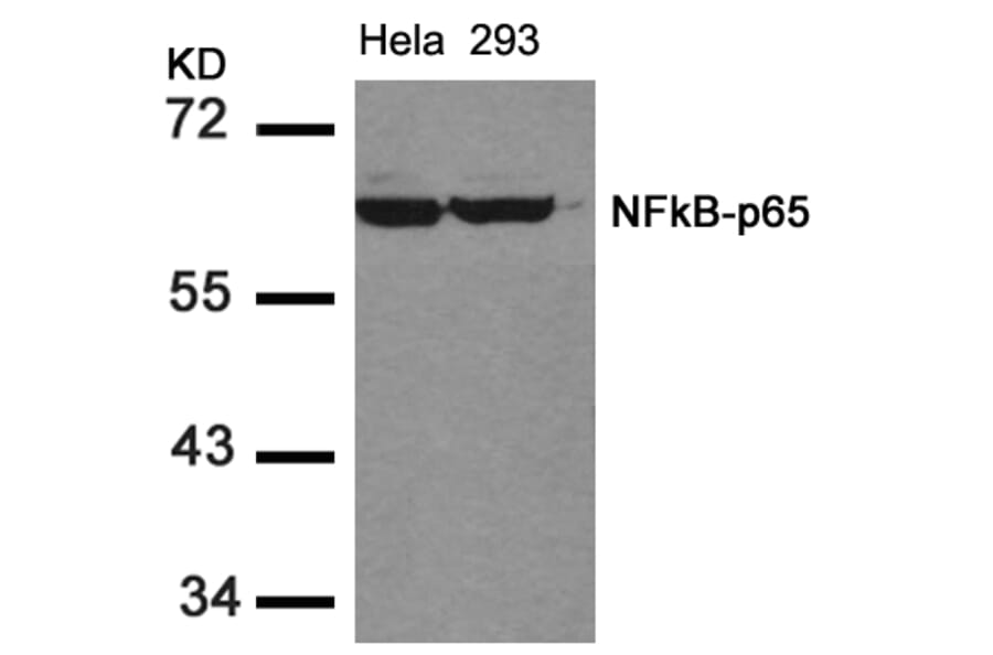 Western blot - NFkB-p65 (Ab-536) Antibody from Signalway Antibody (21014) - Antibodies.com