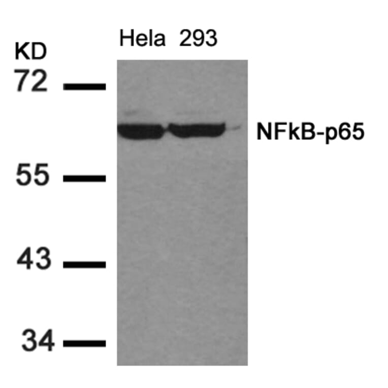 Western blot - NFkB-p65 (Ab-536) Antibody from Signalway Antibody (21014) - Antibodies.com
