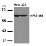 Western blot - NFkB-p65 (Ab-536) Antibody from Signalway Antibody (21014) - Antibodies.com