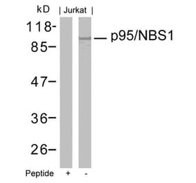 Western blot - p95/NBS1 (Ab-343) Antibody from Signalway Antibody (21058) - Antibodies.com