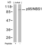 Western blot - p95/NBS1 (Ab-343) Antibody from Signalway Antibody (21058) - Antibodies.com