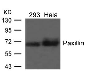 Western blot - Paxillin (Ab-118) Antibody from Signalway Antibody (21107) - Antibodies.com