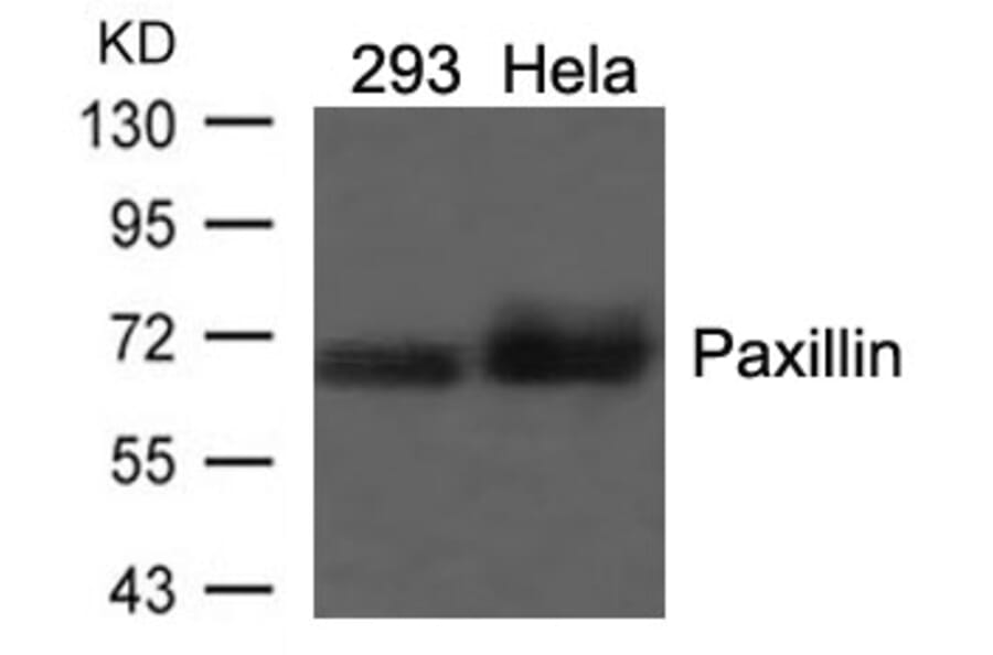 Western blot - Paxillin (Ab-118) Antibody from Signalway Antibody (21107) - Antibodies.com