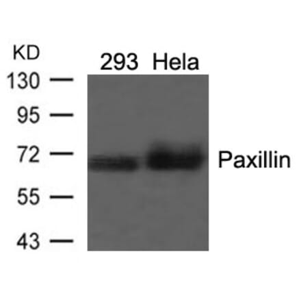 Western blot - Paxillin (Ab-118) Antibody from Signalway Antibody (21107) - Antibodies.com