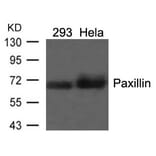 Western blot - Paxillin (Ab-118) Antibody from Signalway Antibody (21107) - Antibodies.com