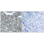 Immunohistochemistry - Paxillin (Ab-118) Antibody from Signalway Antibody (21107) - Antibodies.com