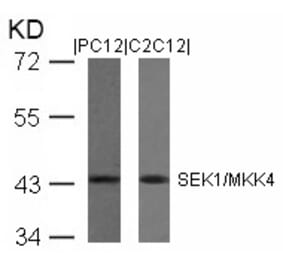 Western blot - SEK1/MKK4 (Ab-80) Antibody from Signalway Antibody (21132) - Antibodies.com