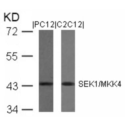 Western blot - SEK1/MKK4 (Ab-80) Antibody from Signalway Antibody (21132) - Antibodies.com