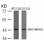 Western blot - SEK1/MKK4 (Ab-80) Antibody from Signalway Antibody (21132) - Antibodies.com