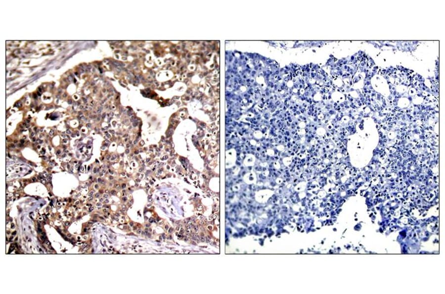 Immunohistochemistry - SEK1/MKK4 (Ab-80) Antibody from Signalway Antibody (21132) - Antibodies.com
