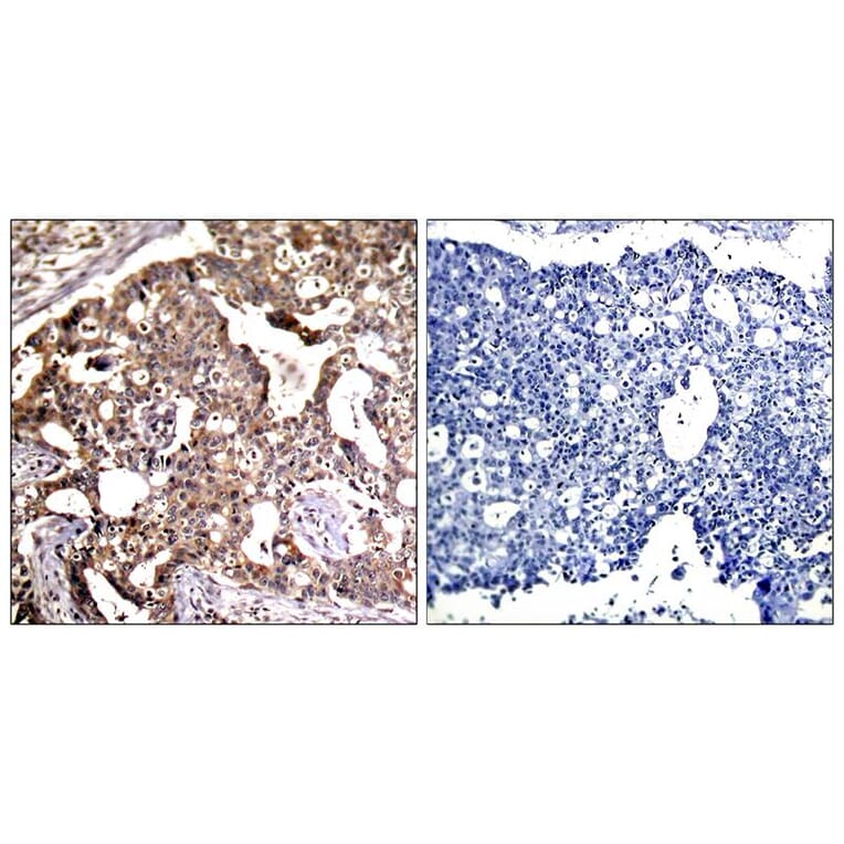 Immunohistochemistry - SEK1/MKK4 (Ab-80) Antibody from Signalway Antibody (21132) - Antibodies.com