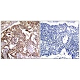 Immunohistochemistry - SEK1/MKK4 (Ab-80) Antibody from Signalway Antibody (21132) - Antibodies.com