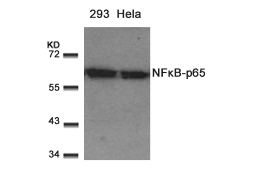 Western blot - NFkB-p65 (Ab-529) Antibody from Signalway Antibody (21210) - Antibodies.com