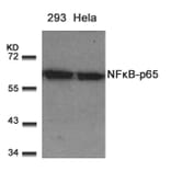 Western blot - NFkB-p65 (Ab-529) Antibody from Signalway Antibody (21210) - Antibodies.com
