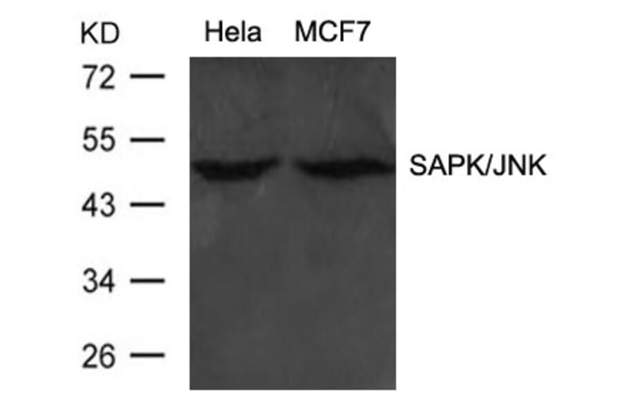 Western blot - SAPK/JNK (Ab-183) Antibody from Signalway Antibody (21241) - Antibodies.com