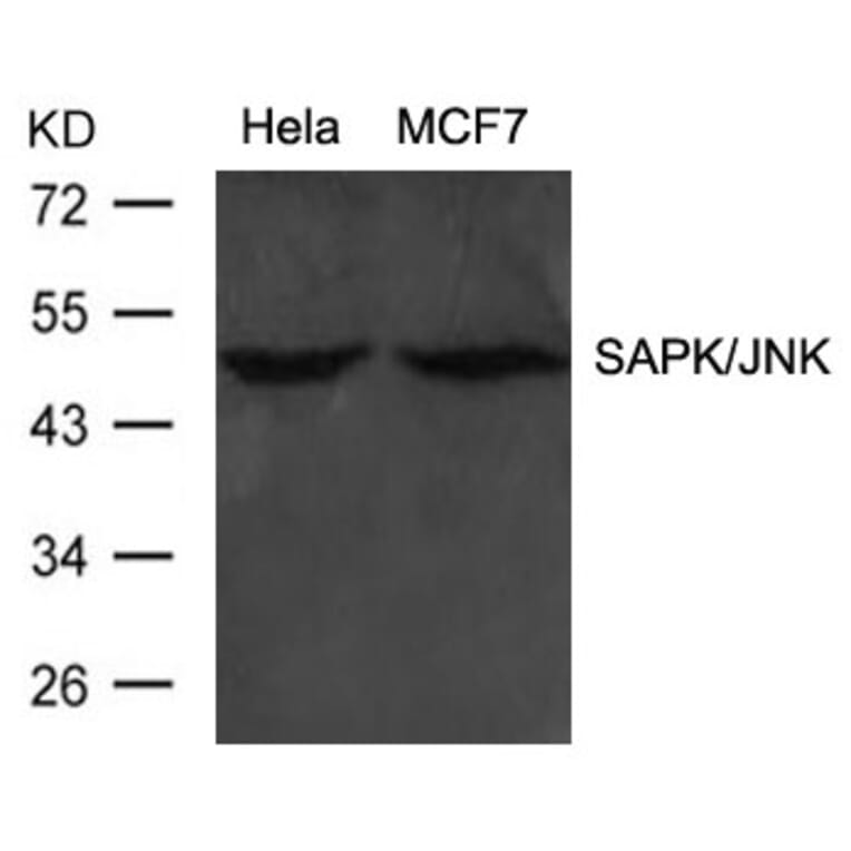 Western blot - SAPK/JNK (Ab-183) Antibody from Signalway Antibody (21241) - Antibodies.com