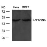 Western blot - SAPK/JNK (Ab-183) Antibody from Signalway Antibody (21241) - Antibodies.com
