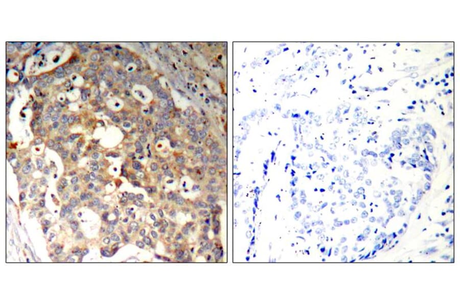 Immunohistochemistry - SAPK/JNK (Ab-183) Antibody from Signalway Antibody (21241) - Antibodies.com